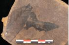 Foto (Detailsansicht) von Fagus feroniae Unger (NHMW-GEO-2024-0188-0983)